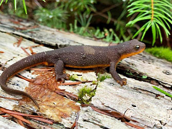 rough skinned newt graphic
